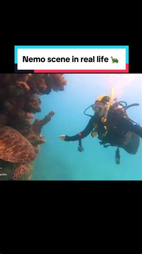 Turtles Living Up to 150 Years: Dive into Marine Life