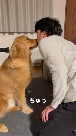 素直すぎるイタズラ。 #goldenretriever #大型犬のいる生活 #うみまる