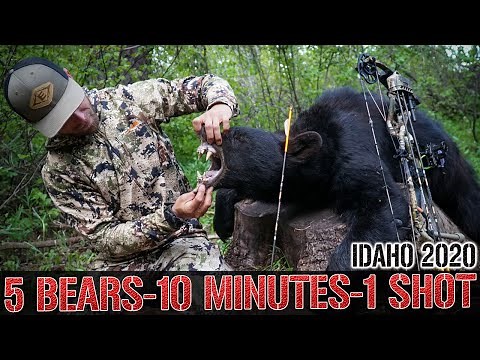5 BEARS - 10 MINUTES - 1 SHOT - IDAHO ARCHERY BLACK BEAR HUNT