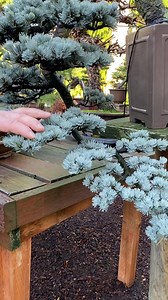 19K views · 905 reactions | Wonderful Blue atlas cedar From the private collection of my friend Dave DeGroot | David Easterbrook Bonsai | Facebook