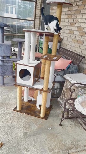 Sunshine Farm Cat Rescue on Reels