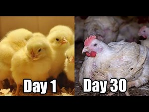Secrets of Making Broiler Chicken Mature Very Fast