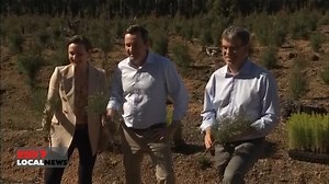 6.1K views · 115 reactions | END TO NATIVE FOREST LOGGING In a shock move the state government has announced that the logging of native forests in WA will end by 2024. The ban will protect nearly two million hectares of forest for future generations. But industry says it's been ambushed by the move, and that hundreds of jobs will disappear. | 7NEWS Regional WA | Facebook