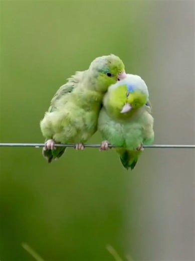 Cute Bird Dance Tricks #creatorsearchinsights #birds #birdsdanc #naturevideo #cutebird