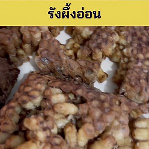 527K views · 2.5K reactions |  #รังผึ้งอ่อนย่างเกลือ (รังผึ้งป่า)...