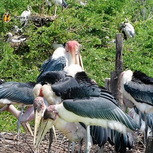 Marabou stork bird in the nest. | Review Bird Nest