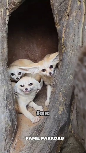 Staffy Core | Let me introduce you to the tinniest little gremlin known as the Fennec Fox #fennec #fennecfox | Instagram