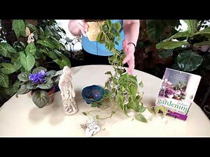 Heart-Leaf Philodendron Care: What to Know