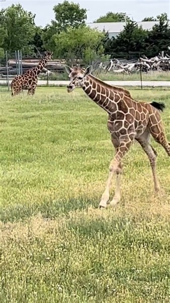 Giraffe Zoomies are the cutest! Tiktok🎥-@ tanganyikawildlifepark | Giraffe Beauty