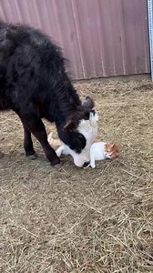 Two sweet animals - one unlikely friendship. 🥰 | Rumble Cats