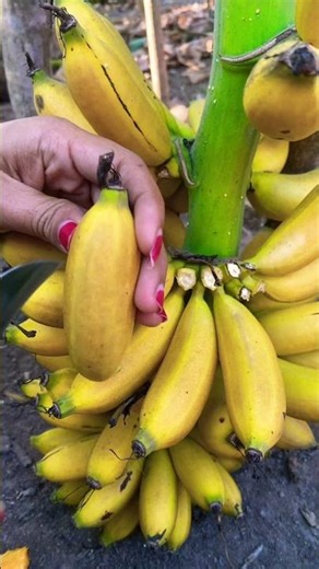 Banana Fruit #banana