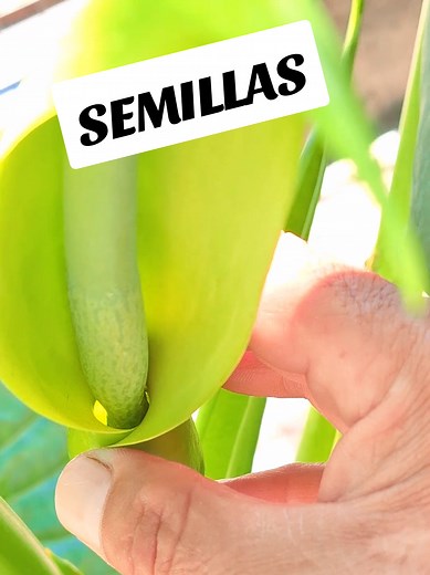 Reproducción del manto de Eva: Guía de semillas y cuidados