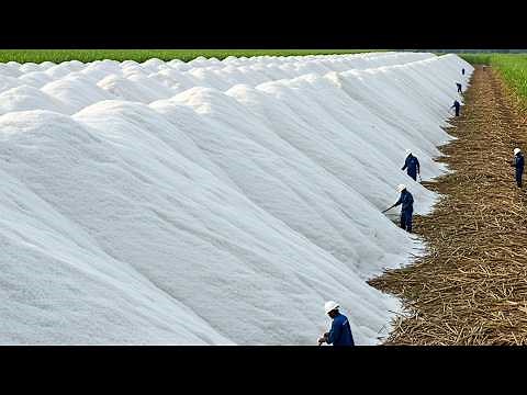Harvesting Billions Of Sugarcane Stalks For White Sugar, Bagasse – Inside The White Sugar Factory