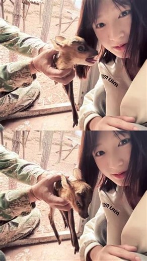 一天的麂子宝宝#人工合法养殖麂子