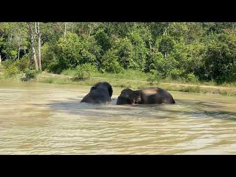 Joyful Day | Splashing, Playing & Bonding in the Nature Pond