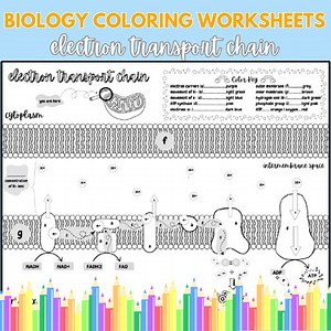 Electron Transport Chain COLORING WORKSHEET