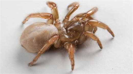 New species of spider discovered in California