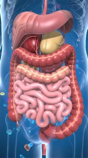 Constipation Explained with Funny 3D Animation What Happens Inside Your Colon