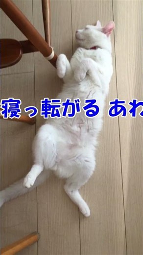 Today's belly button 142 Awasuke lying down with his right hand and right leg raised #bellybutton...