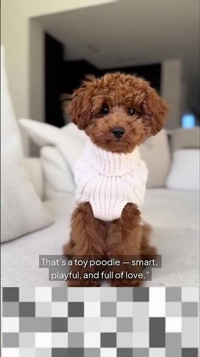 Toy Poodles: Tiny Dogs with big hearts and smarts