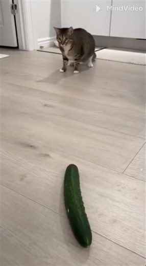 Cat Jump Scare from Cucumber – Hilarious Reaction!