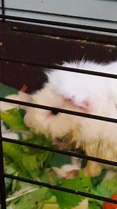 Bob attacking some celery. The quality of the video is poor as I filmed it from a distance. If he see's me he'll cry to be syringe fed. And he needs to eat more on his own in order for his teeth to ware properly. | Miss Piggys Guinea Pig Lair Inc.