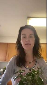 How to Get Rid Of Powdery Mildew on Jade Plant? - GardenZoo