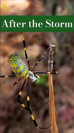 After the Storm #spider #nature #wildlife #spiderfacts #natureshorts #insects #bug #documentary