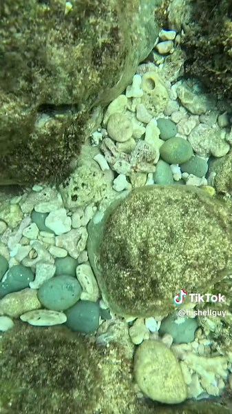 The shelling POV 🤿🤙🏽 #shells #shelling #shellhaul #cowrieshells #cowrieshell