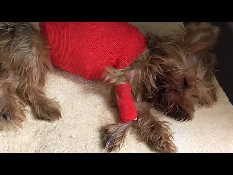 Man Charged After Beating Yorkie To Death for Vomiting In His Car: Cops