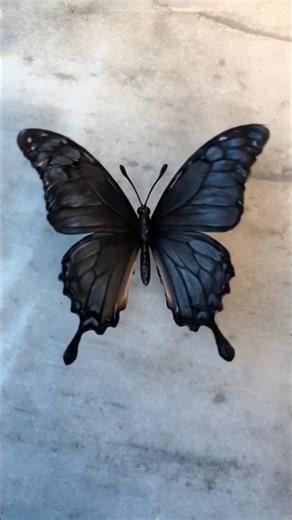 butterfly 🦋 #butterfly #blackbutterfly #viralbutterfly #butterflyshorts #all #kinds