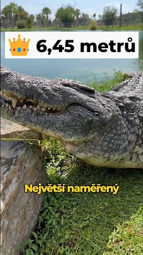 Jeden z největších Krokodýlů světa!🐊