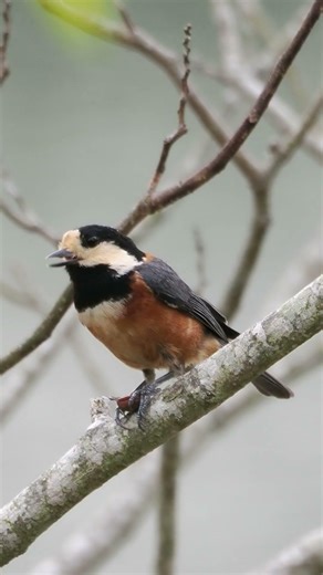 ヤマガラの鳴き声（地鳴き）