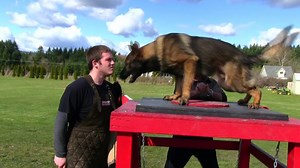 112K views · 2.1K reactions | Rock-solid protection! More Info- https://kraftwerkk9.com/german-shepherd-dogs-for-sale/protection-trained-german-shepherd-dogs-for-sale/quantum-the-boom-iv-vom-kraftwerk/ | Kraftwork K9 Pro German Shepherds | Facebook
