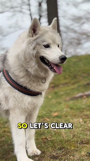 Dogs and wolves similarities: they share 99.9% of DNA #wolf #dogs #huskyvswolf