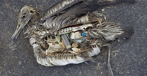 The Global Crisis of Plastic Pollution
