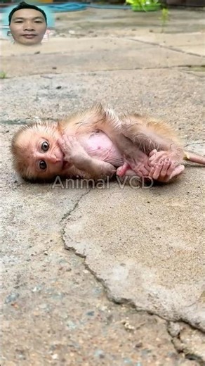 Funny Millipede Prank! Monkey Can’t Stop Jumping. #shortvideo #millipede #monkey