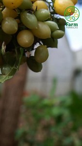 ബെറിസ് ക്രേസി ചെറി തക്കാളിയുടെ വിത്ത് ( Berry’s crazy cherry tomato) വേണ്ടവർ 91 9074749709 എന്ന ഈ നമ്പറിൽ whatsapp ചെയ്യൂ | Farm Formulas Malayalam
