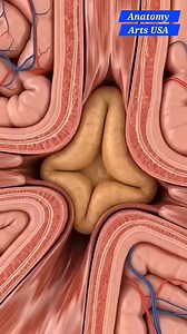 108K views · 688 reactions | #anatomy #constipation | Anatomy Arts | Facebook