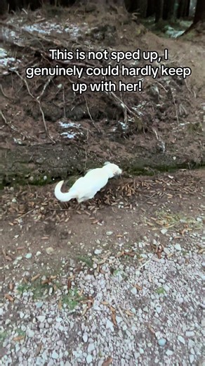 Our boarder Skye having the time of her live in the woods! Seeing dogs running free and playing makes me so happy! #homedogboarding #labrador #dogsotiktok #running