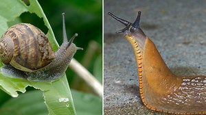 Gardener shares the 'ultimate' hack for getting rid of slugs without chemicals