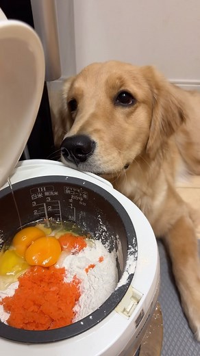 ボーダーコリーのライト on Instagram: "🥕レシピ . 米粉100g 人参すりおろし100g バナナ1本 たまご2個 オリーブオイル 40g ベーキングパウダー8g . . ヒナがライトの真似をして炊飯器やる〜って ノリノリで撮影させてくれた日です✨ . キャロットケーキ🥕人間も食べられるので 旦那さんはハチミツをかけて食べてました🤣 . . . . #炊飯器レシピ#キャロットケーキ"