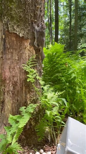 9.5K views · 237 reactions | Springing Back To The Wild! Three young...