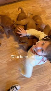 23K views · 640 reactions | HOME is ten English Labrador puppies in your living room We just finished up our personality vids with Reba’s litter of fox reds  They don’t look super red in these vids bc we’ve been hibernating inside during this cold snap!! Now we remember how thankful we are for natural lighting 﫠藍 I will be sharing more vids on these guys tomorrow!! #foxredlabpuppy #foxredlabrador #englishlabpuppies #englishlabrador | The Happiest Labrador | Facebook