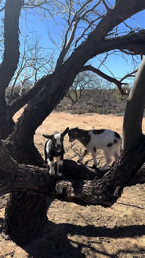 Leona's Big Jump: Adorable Baby Goat in Action!