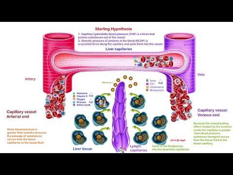 Starling's hypothesis, Hipótesis de Starling, Starling hipotezi, blood-tissue exchange, kan-doku