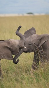 167K views · 3.5K reactions | More Than a Trunk  Elephants’ trunks aren’t just for eating or drinking, they’re for connection. From gentle touches to trumpet calls, this versatile organ comforts calves, shows affection, and even asserts dominance. #EarthCapture  Matthew Williams-Ellis #Elephant #Wildlife #Photography #Animals | BBC Earth | Facebook