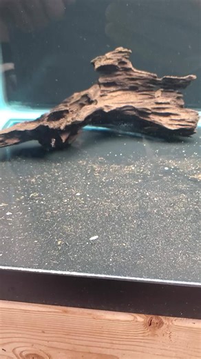 14 reactions | Aquarium bred & raised L201 Snowball Plecos. Check 'em out here: https://dansfish.com/product.detail/2634/Catfish-Hypancistrus%20Pleco-L201-Snowball-Pleco-(Hypancistrus-sp.) | Dans Fish | Facebook