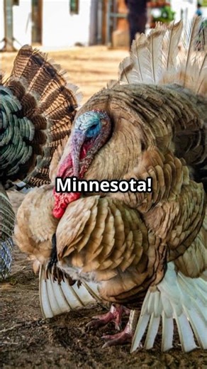 Turkeys Stampede Through Texas?! Cuero’s Wild Tradition