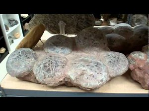 Private Fossil Museum For Sale